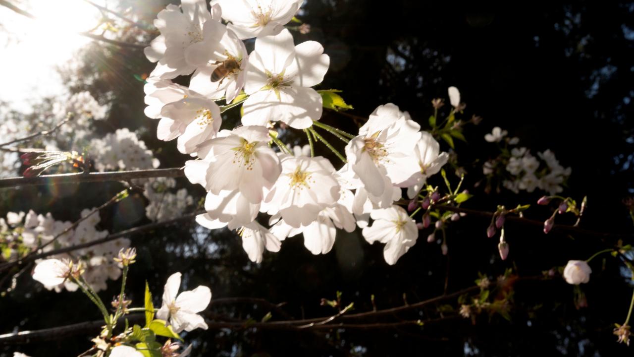 Spring flowers at UC Davis.