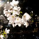 Spring flowers at UC Davis.